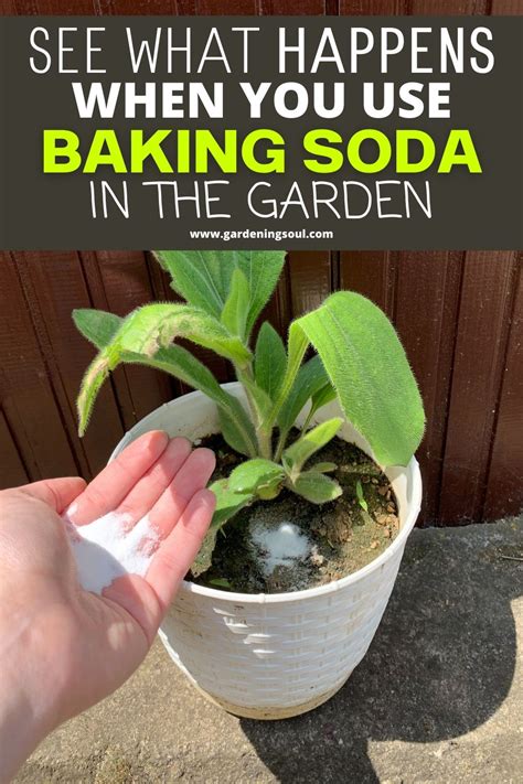 See What Happens When You Use Baking Soda In The Garden Container