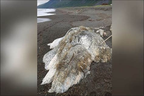 Mysterious Giant Sea Monster Washes Up On Shore