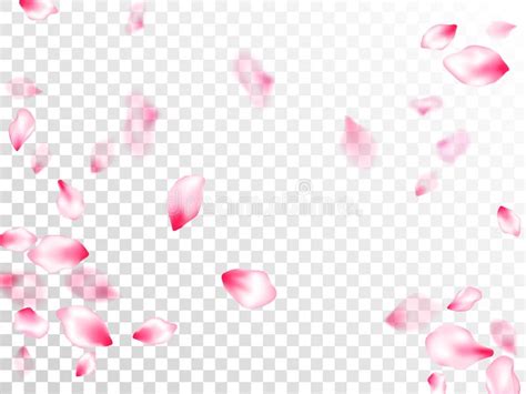 Pink Cherry Blossom Petals Isolated Stock Vector Illustration Of