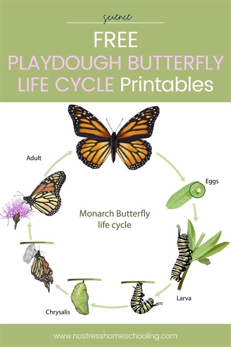 Playdough Butterfly Life Cycle Activities And Free Pack