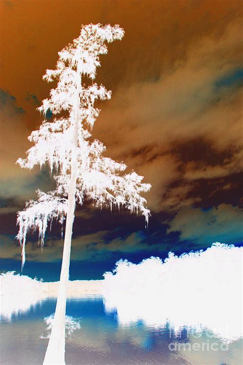 Lone Cypress Tree Digital Art By Barbara Bowen Fine Art America