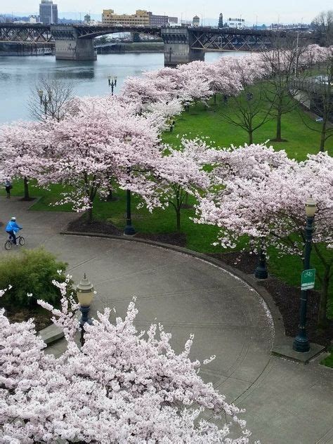 Downtown Portland Trees In Bloom Beautiful Places Oregon Scenic