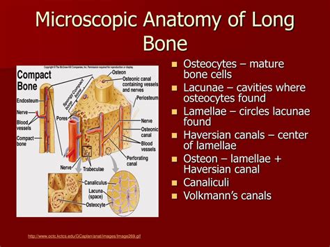 We highlight the differences not only in species and sites but also in defect size. PPT - Skeletal System PowerPoint Presentation - ID:416748