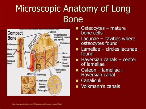 Long bones, although classified as forming by endochondral formation, their continued growth involves the histogenesis of the endochondral bone and the histogenesis of intramembranous bone, with the. PPT - Skeletal System PowerPoint Presentation - ID:416748