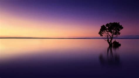 Free Stock Photo Of Serene Landscape Isolated Tree Reflected On Lake