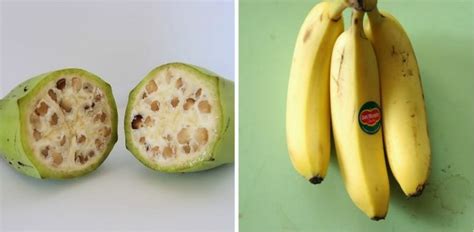 Bananas Before Genetic Modification Trybiotech