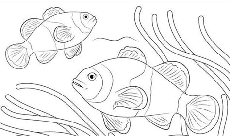 1001 Keindahan Sketsa Gambar Ikan Terlengkap Beserta Penjelasanya