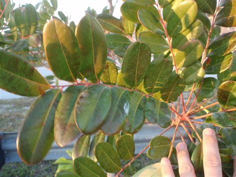 South Florida Gardening Blog Paradise Tree Simarouba Glauca