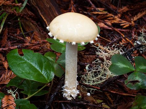 California Fungi Stropharia Ambigua