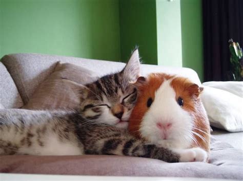 21 Unlikely Sleeping Buddies That Will Melt Your Heart