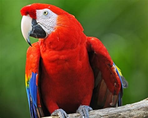10 Most Beautiful Parrot Species In The World Tail And Fur