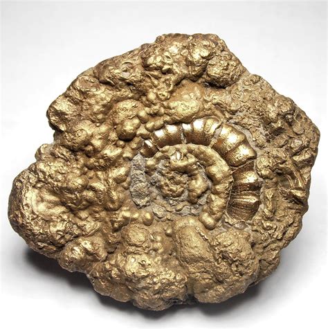 Pyrite Early Jurassic Ammonite Fossil From Charmouth