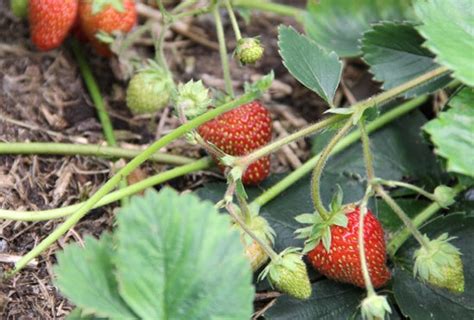 Top 10 Tips For Growing Strawberries Palmers Garden Centre