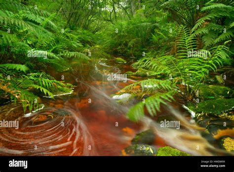 Red River Through Lush Temperate Rainforest In The Garden Route