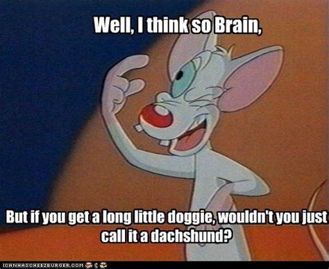 I can't remember any quotes but i did love that show. pinky and the brain are you pondering what i'm pondering quotes - Google Search | Animaniacs ...
