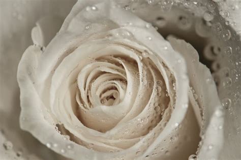 White Rose With Water Droplets Stock Photo Image Of Closeup Beauty