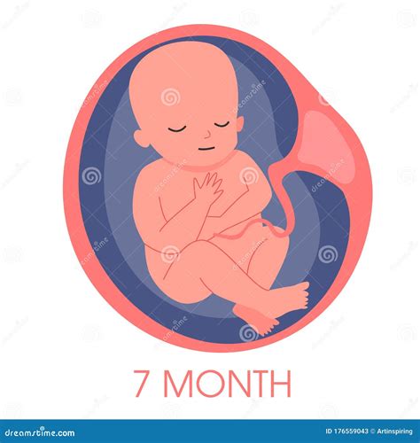 Human Fetus Month Vector Illustration Fetal Growth Months Nose Hot Sex Picture