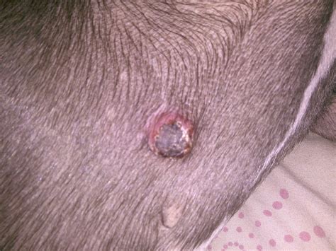 Lumps And Bumps On Dogs With Pictures Zohal