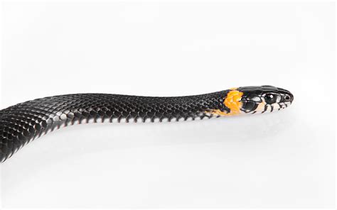 Free Photo Black Snake Animal Nature Tongue Free Download Jooinn