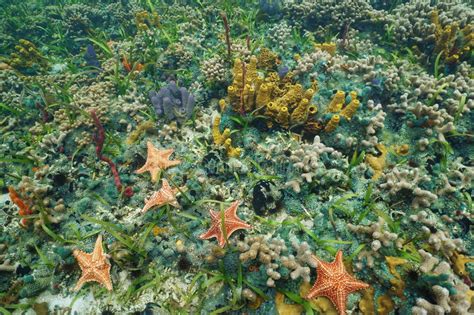 Colorful Starfish And Sea Life Underwater Stock Image