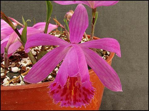 Pleione albiflora x pleione forrestii. Pleione Hybrids Gallery (A to E) - The Pleione Website