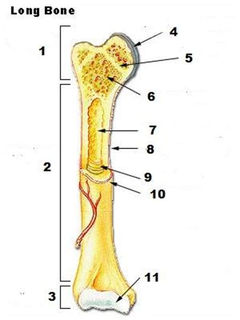 The articular surfaces are smooth, even after articular cartilage is removed. Flashcards - Parts of the Bone - Name #1 & 3 Name #2 | StudyBlue