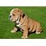 English Bulldog Puppies For Sale  Pure Breed Pups Pet Mania Dubai