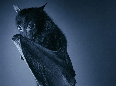 Bat Animal Wallpapers Wallpaper Cave