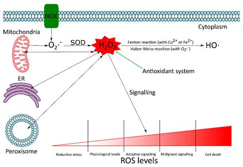 The Dual Role Of Reactive Oxygen Species Encyclopedia MDPI