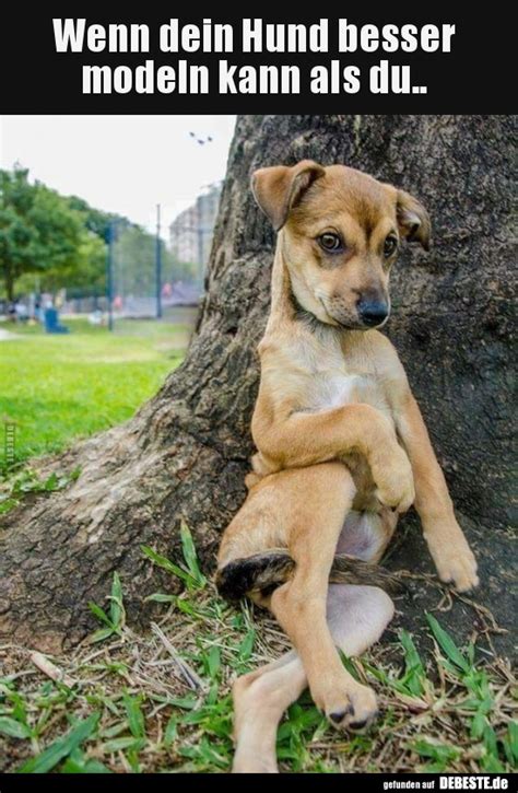 Wenn Dein Hund Besser Modeln Kann Als Du Lustige Bilder Sprüche