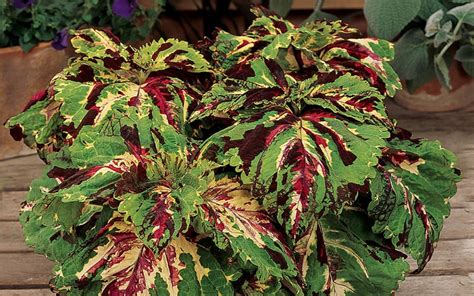 Tips For Growing Colorful Coleus Parade