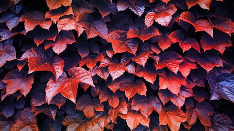 1360x768 Autumn Leaves 4k Laptop Hd Hd 4k Wallpapers Images