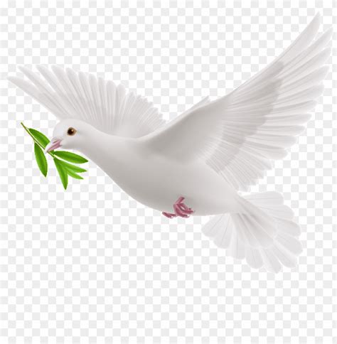 Free Download Hd Png This Graphics Is Peace Dove Cartoon Transparent