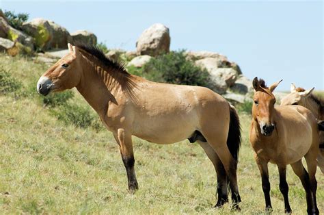 Wild Horses Hustai National Park Photograph By Ted Wood