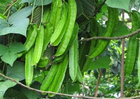 Jun 28, 2021 · sayuran pare terkenal dengan rasanya yang pahit namun enak, jika diolah dan dimasak dengan benar. Peluang Usaha Budidaya Kecipir dan Analisa Usahanya ...