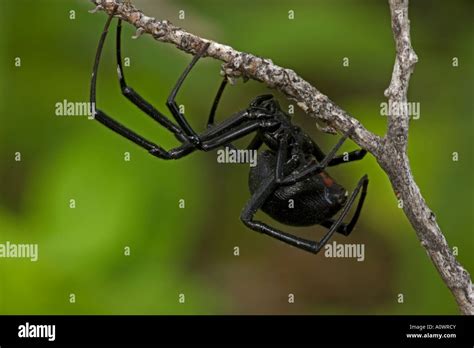 Black Widow Spider Latrodectus Hesperus Female Arizona Usa Stock