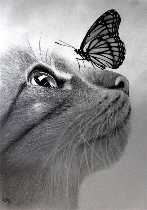 Realistic Pencil Drawings Of Animals Tiffanie Olmstead