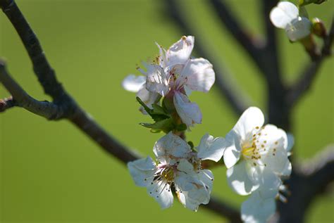 Blossoms On My Cherry Trees Seems A Bit Damaged But Remained On The
