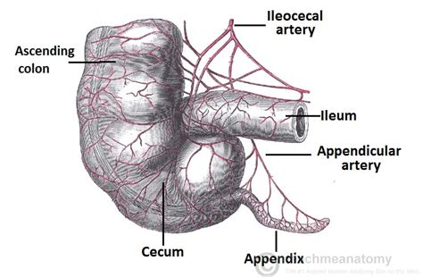 The Appendix Retrocecal Arterial Supply Appendicitis Teachmeanatomy