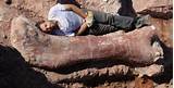 Photos of Biggest Dinosaur Fossil Ever Found