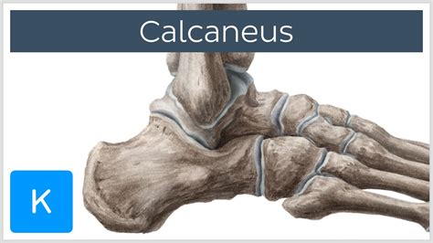 Overview Of The Calcaneus Preview Human Anatomy Kenhub Youtube