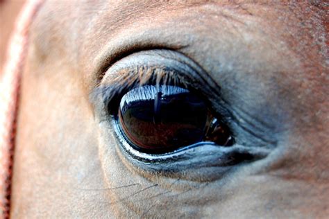 Cataracts In Horses Symptoms Causes Diagnosis Treatment Recovery