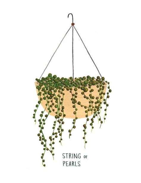 Pin On Hanging Plants