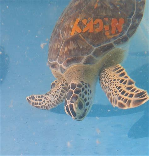 Public Sea Turtle Release On Tuesday 225 In Marathon Fl The Turtle