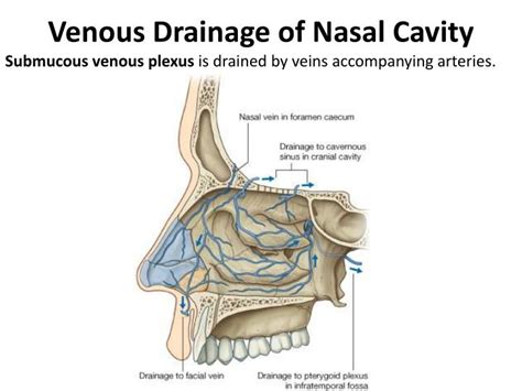 Anatomy of lateral nasal wall in relation to fess diagnostic endoscopy first pass:2.7mm 0* or 30* endoscope passed along floor of nasal cavity between septum and inferior turbinate without touching either structure look for: PPT - Nasal Cavity & Paranasal sinuses PowerPoint ...