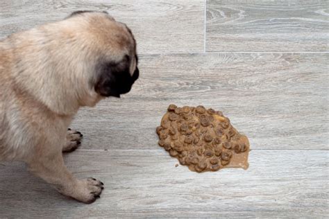 How To Clean Dog Vomit On Hardwood A Step By Step Guide Hepper