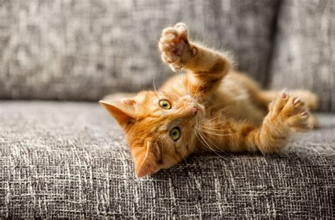 Cat Scratch Disease Symptoms And Treatments