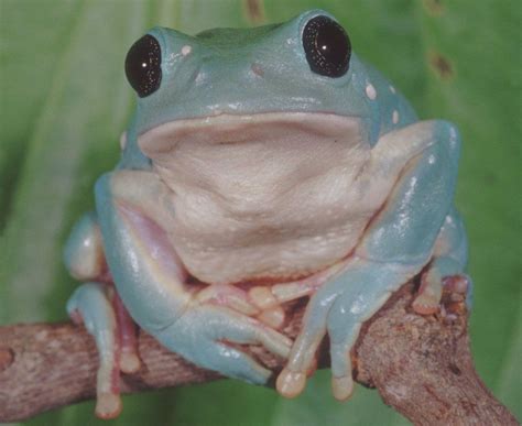 Pictures Cute And Colorful Frog Images Amphibians Live Science