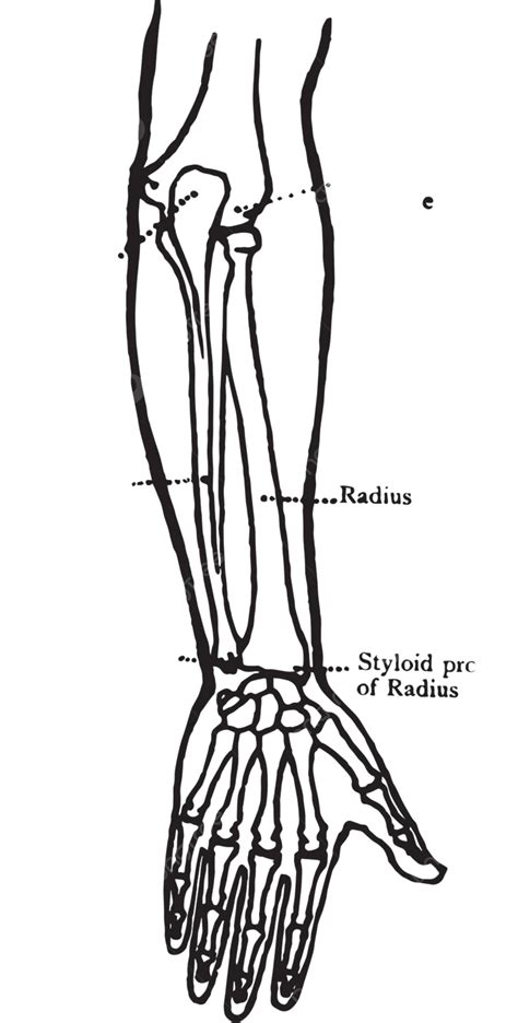 Vintage Illustration Depicting The Posterior Perspective Of Forearm