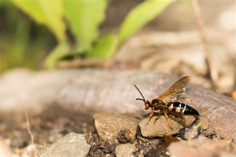 Cicada Killer Mating And Life Cycle All You Need To Know Whats